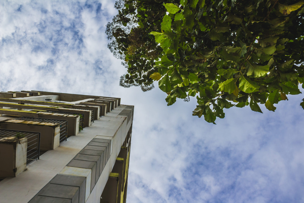 Green tree and building